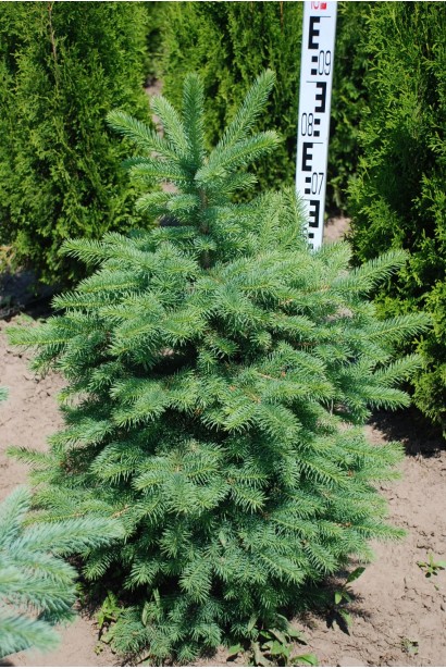 Ялина колюча зелена | Ель колючая зелёная | Picea pungens